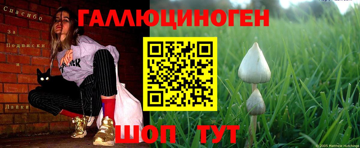 Ярославль  Галлюциногенные грибы Psilocybine cubensis  Вход с VPN 